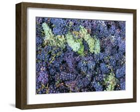 Grapes for Chianti Wine, Chianti, Tuscany, Italy-Bruno Morandi-Framed Photographic Print