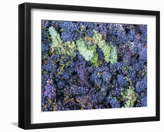 Grapes for Chianti Wine, Chianti, Tuscany, Italy-Bruno Morandi-Framed Photographic Print