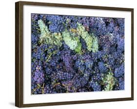 Grapes for Chianti Wine, Chianti, Tuscany, Italy-Bruno Morandi-Framed Photographic Print