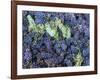 Grapes for Chianti Wine, Chianti, Tuscany, Italy-Bruno Morandi-Framed Photographic Print