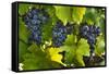 Grapes Growing in Napa Valley-Jon Hicks-Framed Stretched Canvas