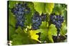 Grapes Growing in Napa Valley-Jon Hicks-Stretched Canvas