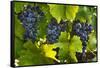 Grapes Growing in Napa Valley-Jon Hicks-Framed Stretched Canvas