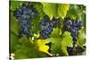 Grapes Growing in Napa Valley-Jon Hicks-Stretched Canvas