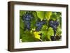 Grapes Growing in Napa Valley-Jon Hicks-Framed Photographic Print