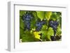 Grapes Growing in Napa Valley-Jon Hicks-Framed Photographic Print