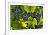 Grapes Growing in Napa Valley-Jon Hicks-Framed Photographic Print