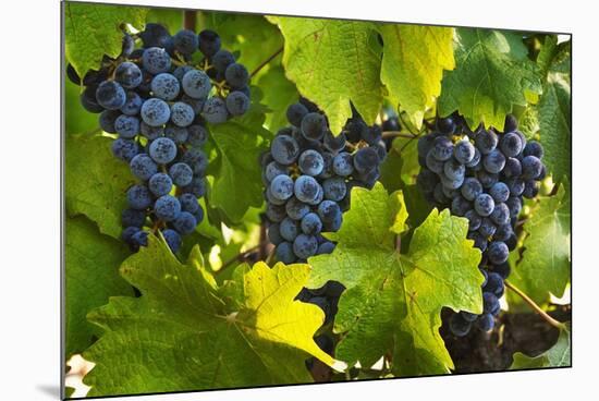 Grapes Growing in Napa Valley-Jon Hicks-Mounted Photographic Print