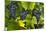 Grapes Growing in Napa Valley-Jon Hicks-Mounted Photographic Print