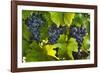 Grapes Growing in Napa Valley-Jon Hicks-Framed Photographic Print