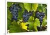 Grapes Growing in Napa Valley-Jon Hicks-Framed Photographic Print