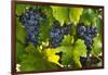 Grapes Growing in Napa Valley-Jon Hicks-Framed Photographic Print