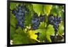 Grapes Growing in Napa Valley-Jon Hicks-Framed Photographic Print