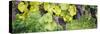 Grapes Hanging on Plants in a Vineyard, Vaihingen an Der Enz, Baden-Wurttemberg, Germany-null-Stretched Canvas