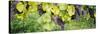 Grapes Hanging on Plants in a Vineyard, Vaihingen an Der Enz, Baden-Wurttemberg, Germany-null-Stretched Canvas