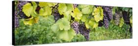 Grapes Hanging on Plants in a Vineyard, Vaihingen an Der Enz, Baden-Wurttemberg, Germany-null-Stretched Canvas