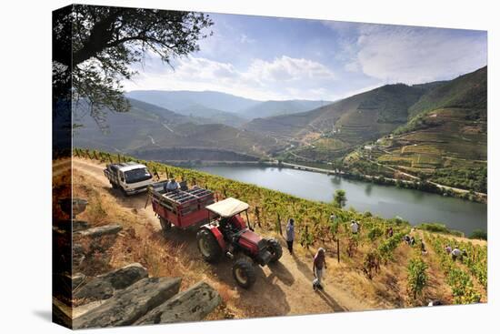 Grapes Harvest Along the Douro River, Near Covelinhas. Alto Douro, Portugal-Mauricio Abreu-Stretched Canvas