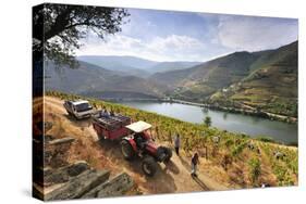 Grapes Harvest Along the Douro River, Near Covelinhas. Alto Douro, Portugal-Mauricio Abreu-Stretched Canvas