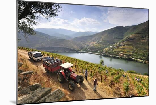 Grapes Harvest Along the Douro River, Near Covelinhas. Alto Douro, Portugal-Mauricio Abreu-Mounted Photographic Print