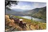 Grapes Harvest Along the Douro River, Near Covelinhas. Alto Douro, Portugal-Mauricio Abreu-Stretched Canvas