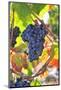 Grapes Harvest Along the Douro River, Near Covelinhas, Alto Douro-Mauricio Abreu-Mounted Photographic Print