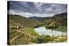 Grapes Harvest Along the River Tedo, a Tributary of the River Douro. Alto Douro, Portugal-Mauricio Abreu-Stretched Canvas