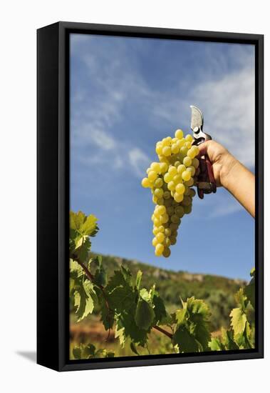 Grapes Harvest in Ladeira, Beira Baixa. Portugal-Mauricio Abreu-Framed Stretched Canvas