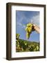 Grapes Harvest in Ladeira, Beira Baixa. Portugal-Mauricio Abreu-Framed Photographic Print