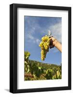 Grapes Harvest in Ladeira, Beira Baixa. Portugal-Mauricio Abreu-Framed Photographic Print