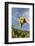 Grapes Harvest in Ladeira, Beira Baixa. Portugal-Mauricio Abreu-Framed Photographic Print