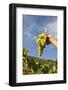 Grapes Harvest in Ladeira, Beira Baixa. Portugal-Mauricio Abreu-Framed Photographic Print