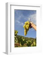 Grapes Harvest in Ladeira, Beira Baixa. Portugal-Mauricio Abreu-Framed Photographic Print