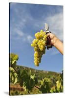 Grapes Harvest in Ladeira, Beira Baixa. Portugal-Mauricio Abreu-Stretched Canvas