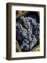 Grapes in a Vineyard Near Treiso, Langhe, Cuneo District, Piedmont, Italy, Europe-Yadid Levy-Framed Photographic Print