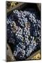 Grapes in a Vineyard Near Treiso, Langhe, Cuneo District, Piedmont, Italy, Europe-Yadid Levy-Mounted Photographic Print