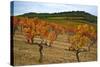 Grapes in a Vineyard Ready for Harvesting, Near Lagrasse, Languedoc-Roussillon, France-null-Stretched Canvas