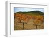 Grapes in a Vineyard Ready for Harvesting, Near Lagrasse, Languedoc-Roussillon, France-null-Framed Photographic Print