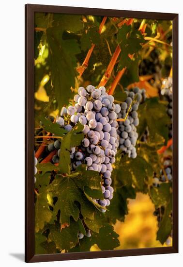 Grapes in Red Mountain Vineyard in Yakima Valley, Washington, USA-Richard Duval-Framed Photographic Print