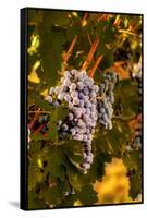 Grapes in Red Mountain Vineyard in Yakima Valley, Washington, USA-Richard Duval-Framed Stretched Canvas