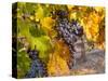 Grapes in Red Mountain Vineyard in Yakima Valley, Washington, USA-Richard Duval-Stretched Canvas