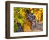 Grapes in Red Mountain Vineyard in Yakima Valley, Washington, USA-Richard Duval-Framed Photographic Print