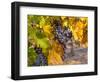 Grapes in Red Mountain Vineyard in Yakima Valley, Washington, USA-Richard Duval-Framed Photographic Print