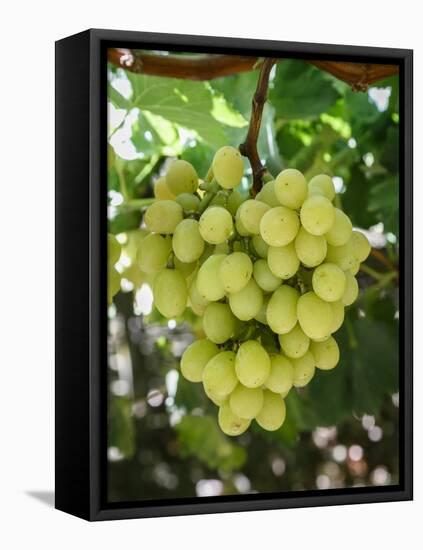 Grapes in San Joaquin Valley, California, United States of America, North America-Yadid Levy-Framed Stretched Canvas