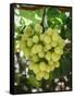 Grapes in San Joaquin Valley, California, United States of America, North America-Yadid Levy-Framed Stretched Canvas