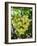 Grapes in San Joaquin Valley, California, United States of America, North America-Yadid Levy-Framed Photographic Print