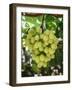 Grapes in San Joaquin Valley, California, United States of America, North America-Yadid Levy-Framed Photographic Print