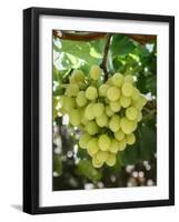 Grapes in San Joaquin Valley, California, United States of America, North America-Yadid Levy-Framed Photographic Print