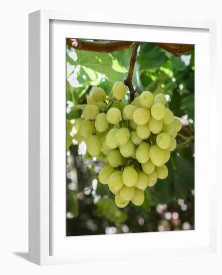 Grapes in San Joaquin Valley, California, United States of America, North America-Yadid Levy-Framed Photographic Print