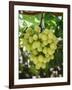 Grapes in San Joaquin Valley, California, United States of America, North America-Yadid Levy-Framed Photographic Print