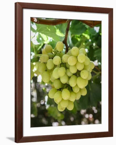 Grapes in San Joaquin Valley, California, United States of America, North America-Yadid Levy-Framed Photographic Print